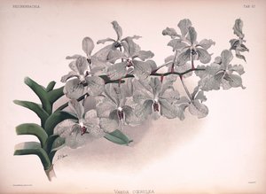 Vanda coerulea by London H. Sotheran and Co.